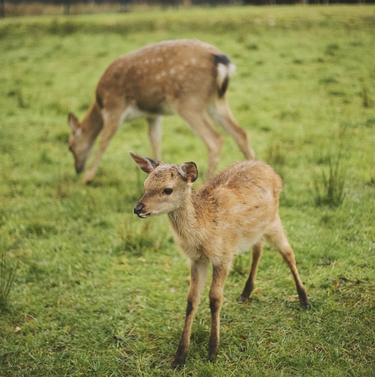 Two deer standing on green grass.