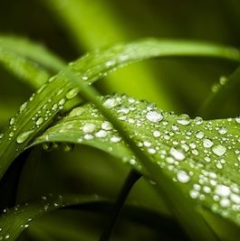A wet, green, dewy leaf up close.