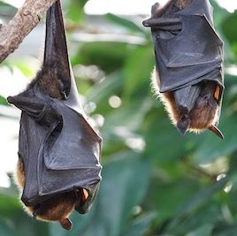two large fruit bats hanging from a branch by their feet