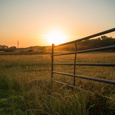 Sunset over a field with tall grasses and a metal farm gate