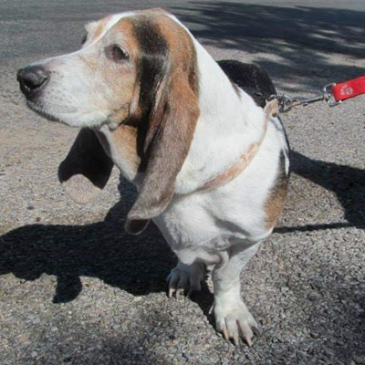 Graying basset hound with a red leash.