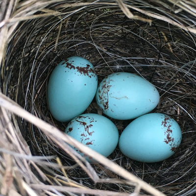 Nest of four blue robin's eggs