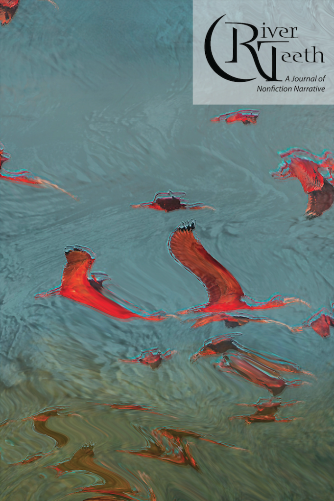Cover of RT 22.2: Flamingos