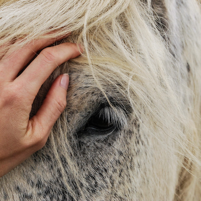 Close up of a person petting a horse