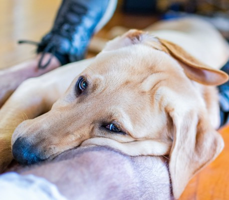 Golden retriever laying on top of a man's legs