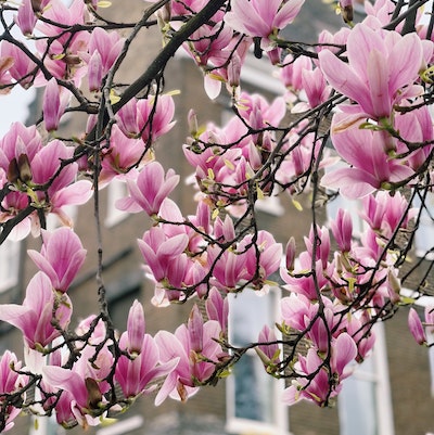 Magnolia flowers blooming