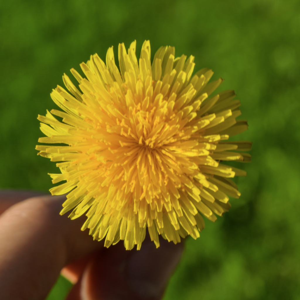 Fingers holding a yellow dandelion.