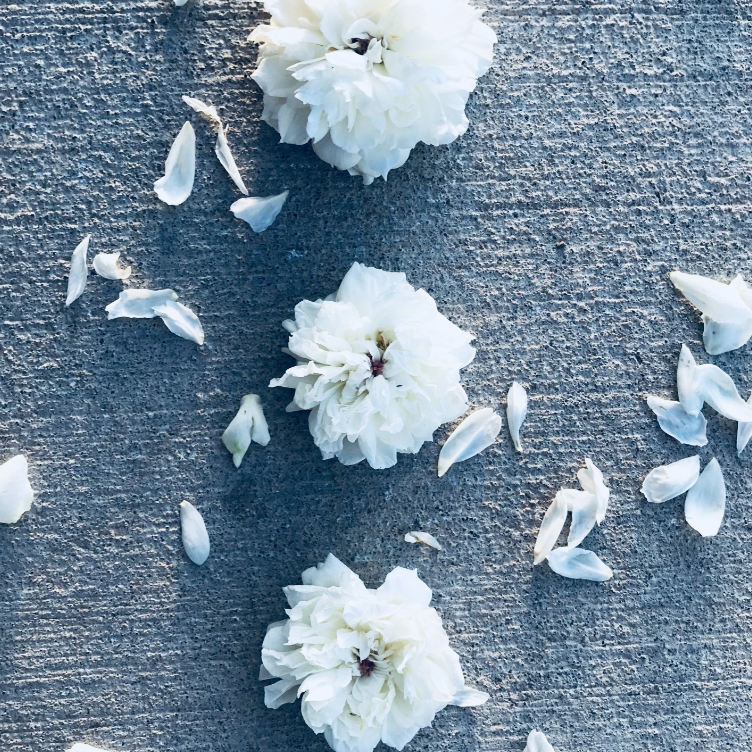 white flowers on sidewalk