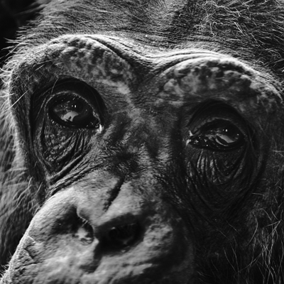 Black and white close-up photo of an ape's face from the nose to eyebrows