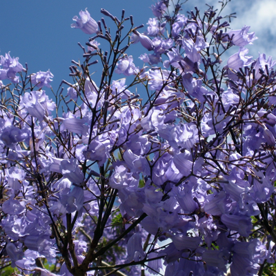 A flowering jacaranda with purple flowers