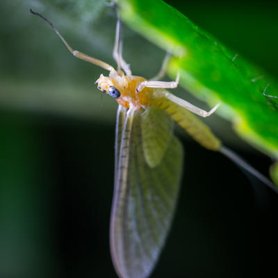 Beige mayfly upside down on a green leaf