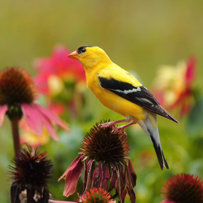 Yellow and black bird perched on a flower