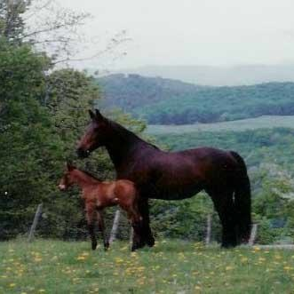 Dark brown adult horse in a valley field with a smaller, young and lighter brown horse beside it.