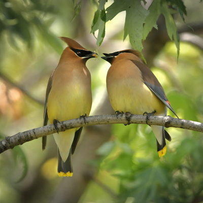 Two cedar waxwings sitting on a tree branch, sharing a bug between them