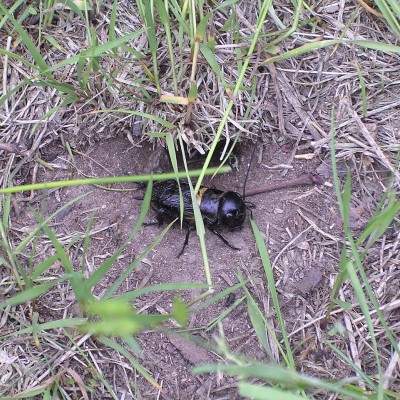 A European field cricket at its burrow