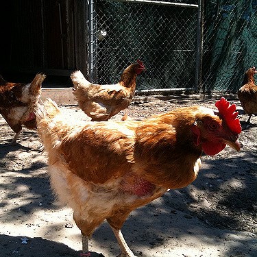 Hens in a Coop