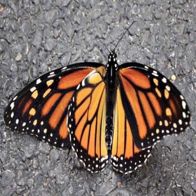 Butterfly on pavement, probably Monarch