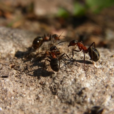 Ants of unknown genus