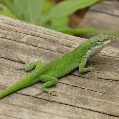 Green anole on wood