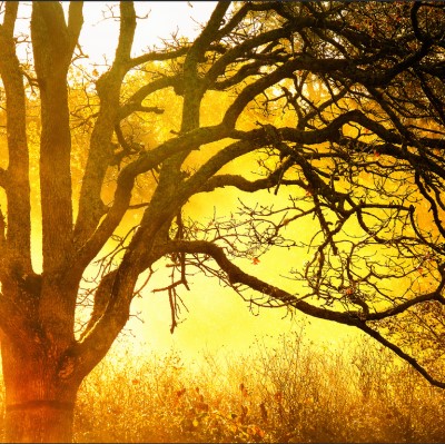 Yellow morning sunlight through tree