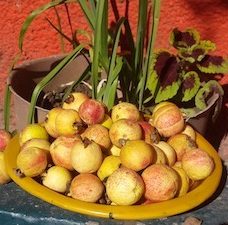 a basket of guavas
