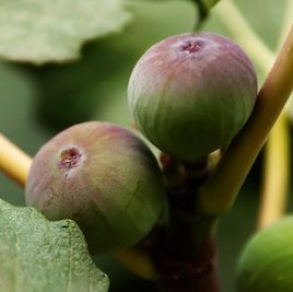 a close up of two figs attached to a branch surrounded by green leaves