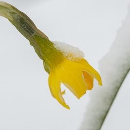 yellow daffodil covered in snow