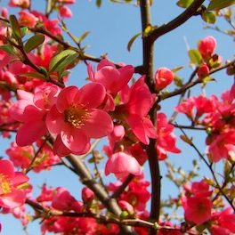 close up of reddish pink Japanese quince