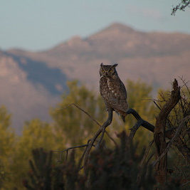 an owl perched on a branch with mountains in the background