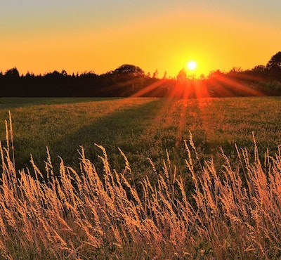 landscape sunset photo with wheat