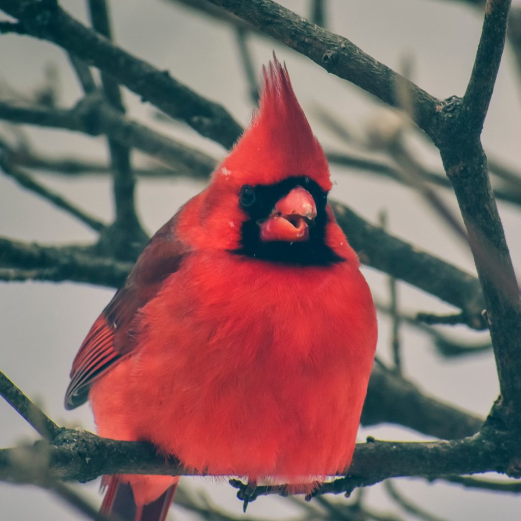 A red male cardinal sits in a tree against a grey sky