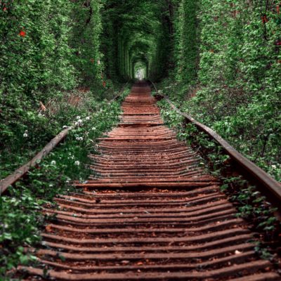 A lush tunnel of greenery with a walking path laid out