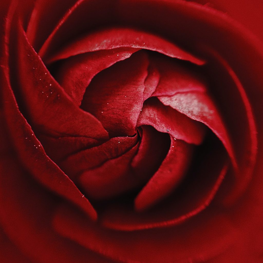 A close up image of red rose petals, wet with dew drops