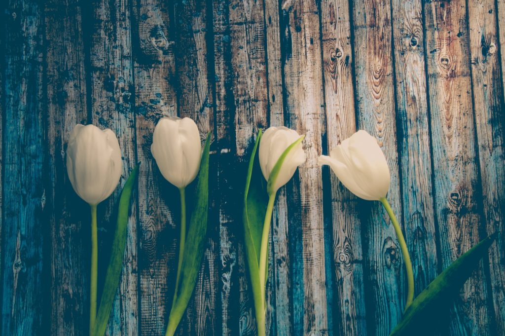 Tulips against a wood panel background
