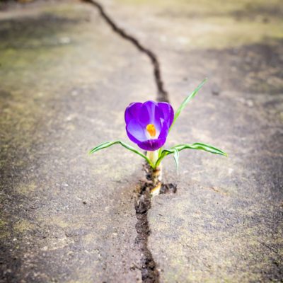 A purple flower growing through a crack in the pavement