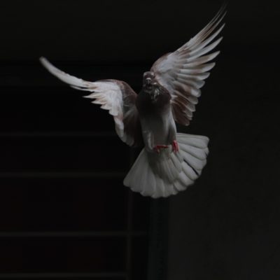 A dove against a black backdrop