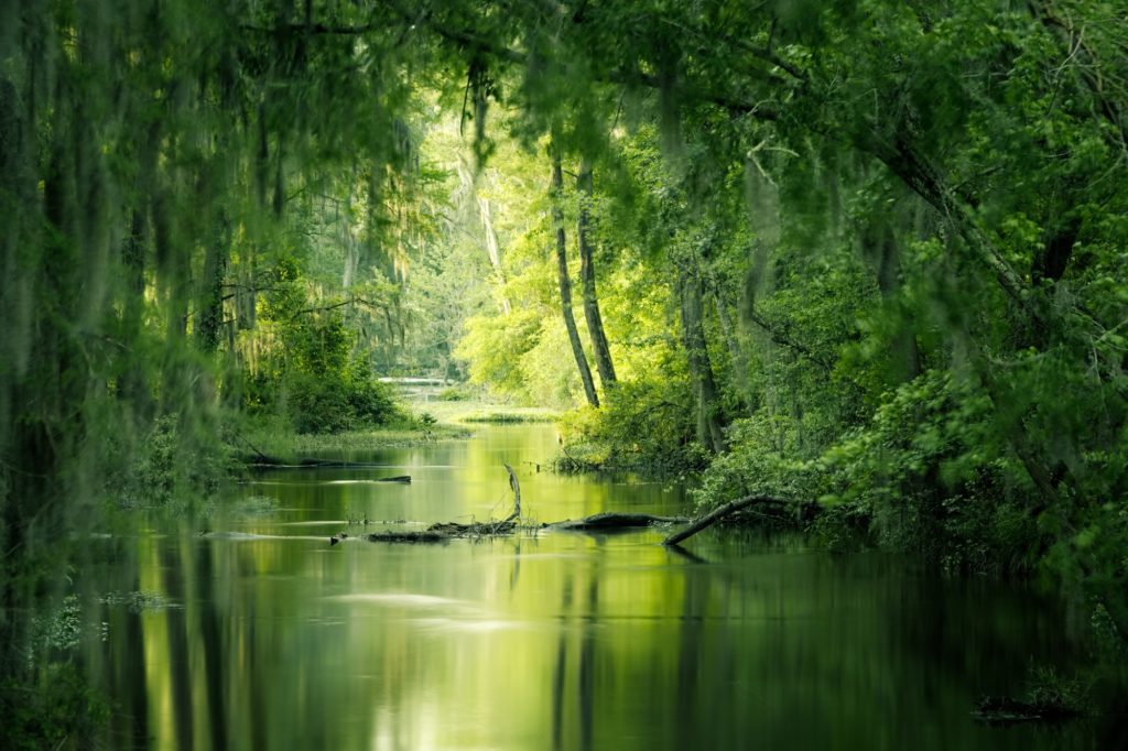 An image of a swamp