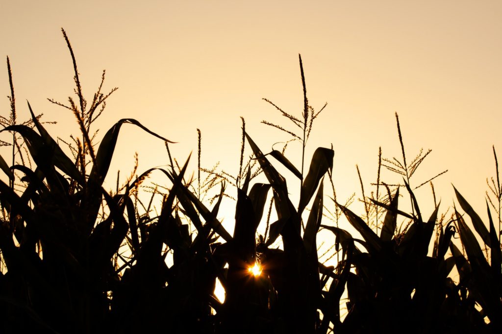 A cornfield set against a setting sun