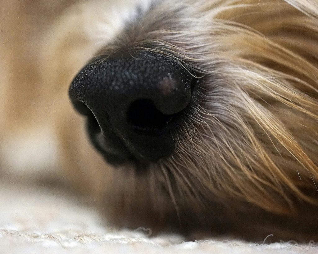 fuzzy dog snout