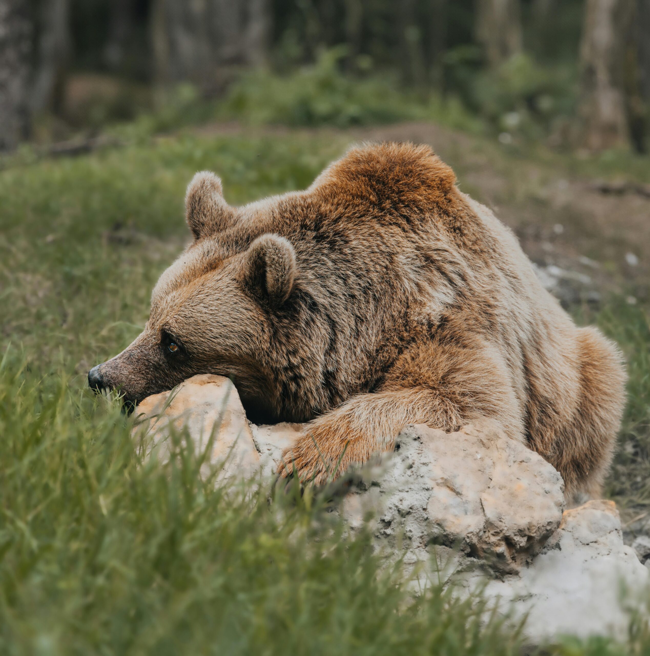 MONDGREEN Pexels Hobi Photography 1