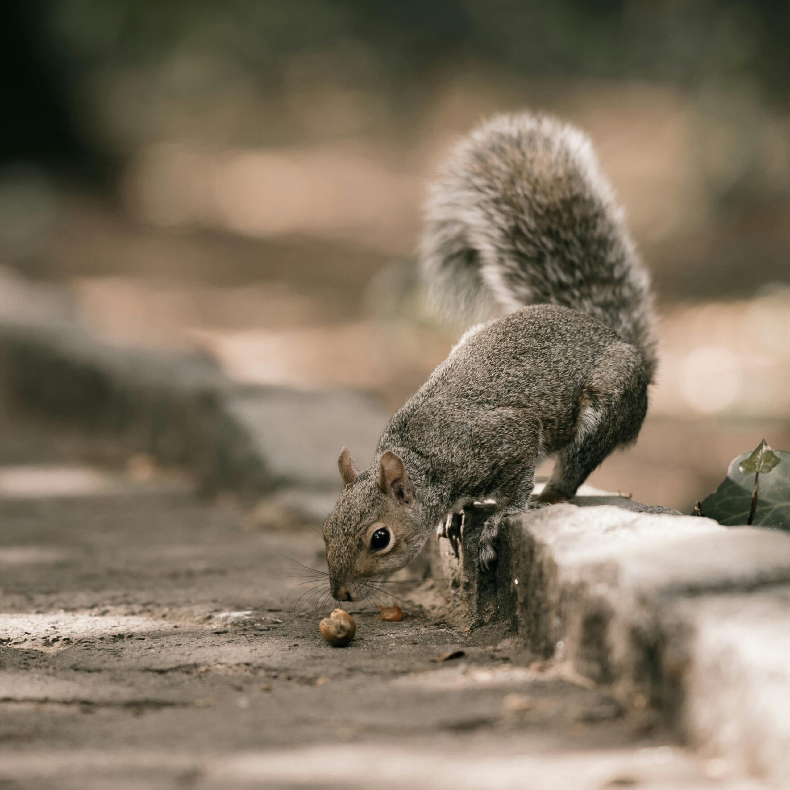 NEGOTIATOR Pexels Taryn Elliott 1